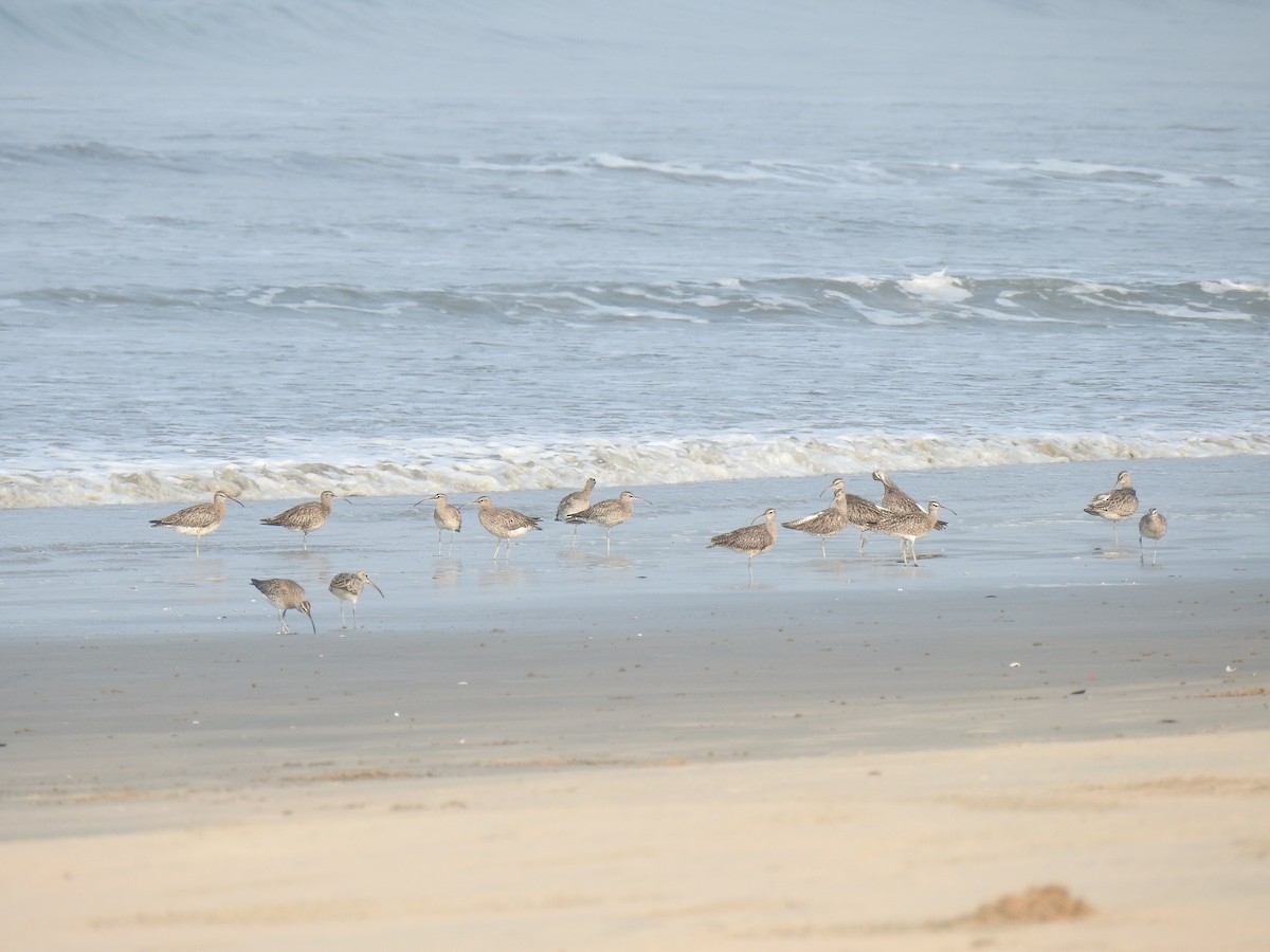 Whimbrel (White-rumped) - ML417512161
