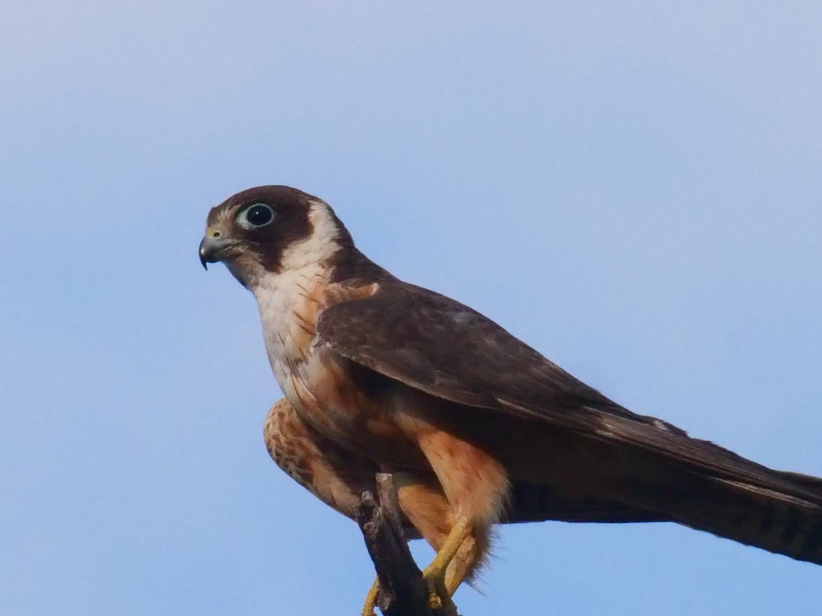 Australian Hobby - ML417512341