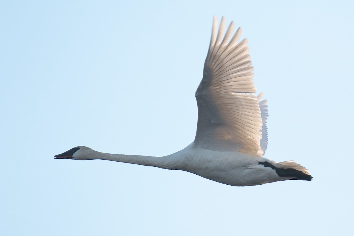 Cisne Trompetero - ML417512701