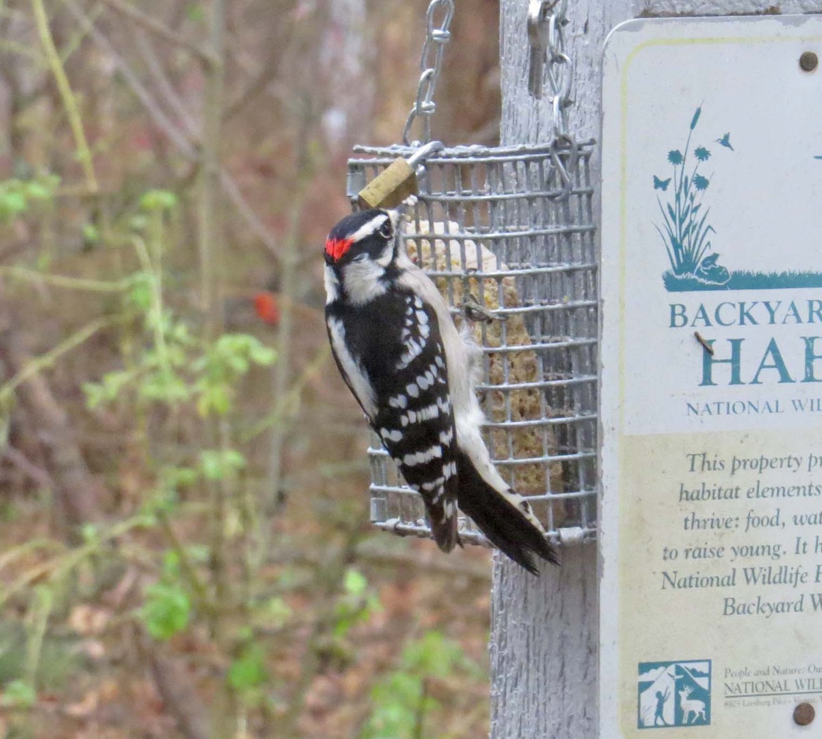 Downy Woodpecker - Don Gorney