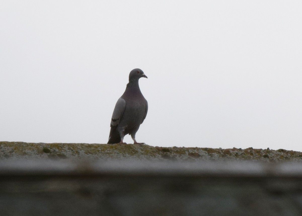 Rock Pigeon (Feral Pigeon) - ML417515461