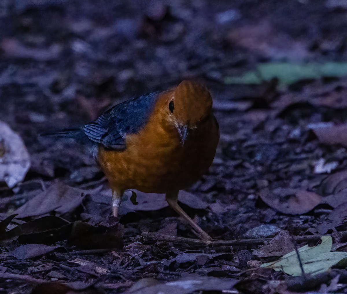 Orange-headed Thrush - ML417516451