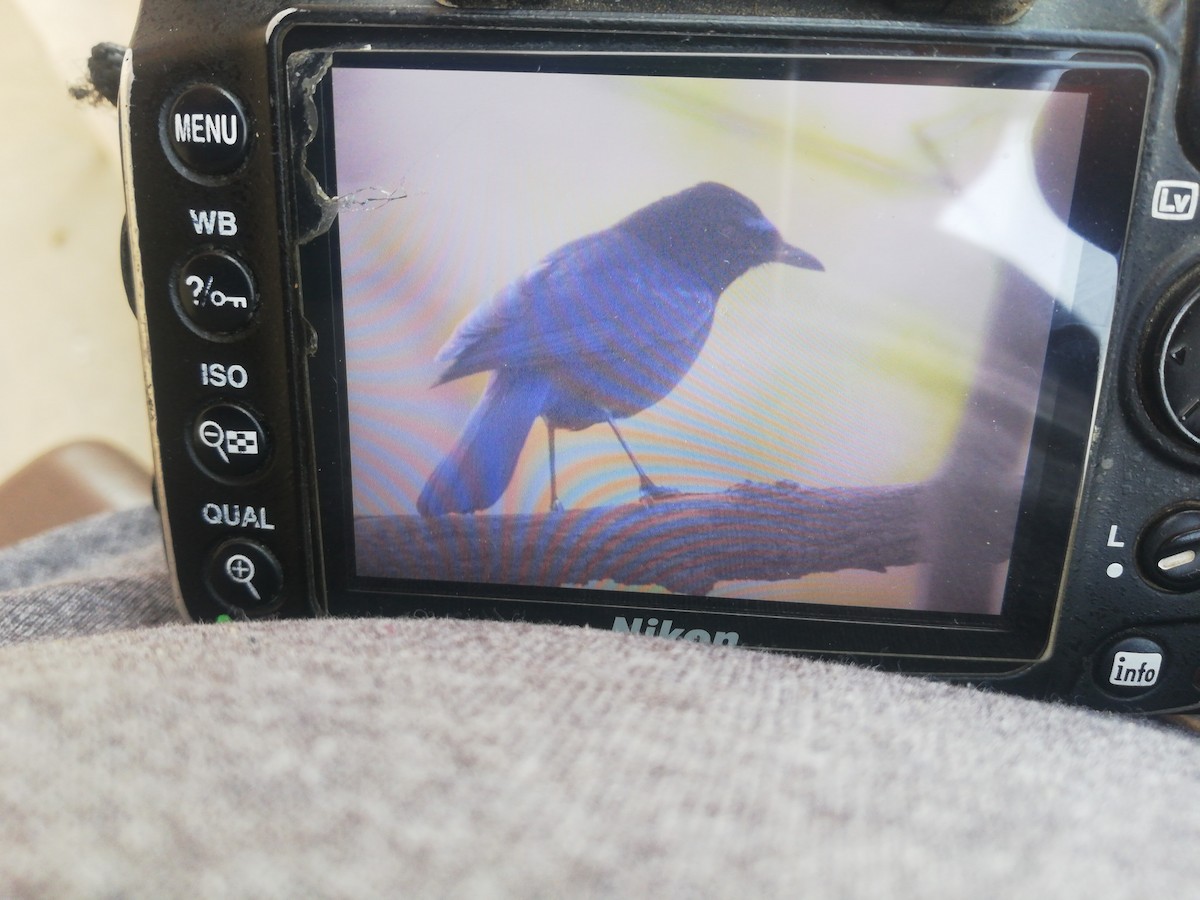 Малабарская синяя птица - ML417516471