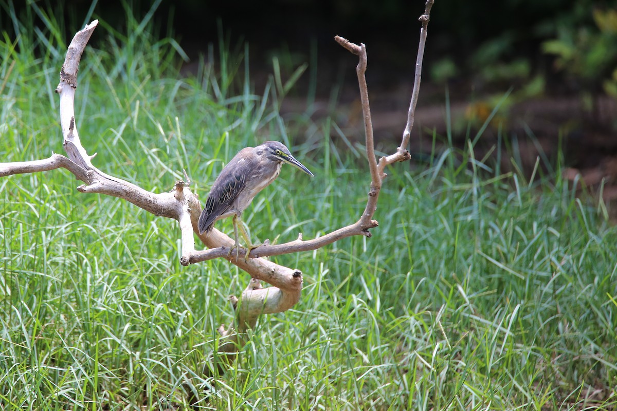 Striated Heron - ML417517321