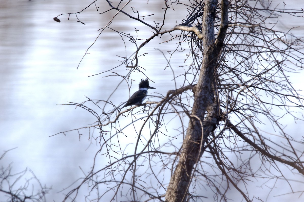 Belted Kingfisher - ML41751741