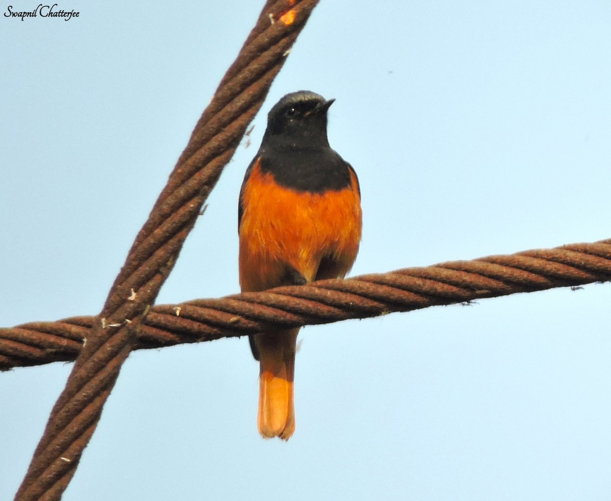 Black Redstart - ML417517471