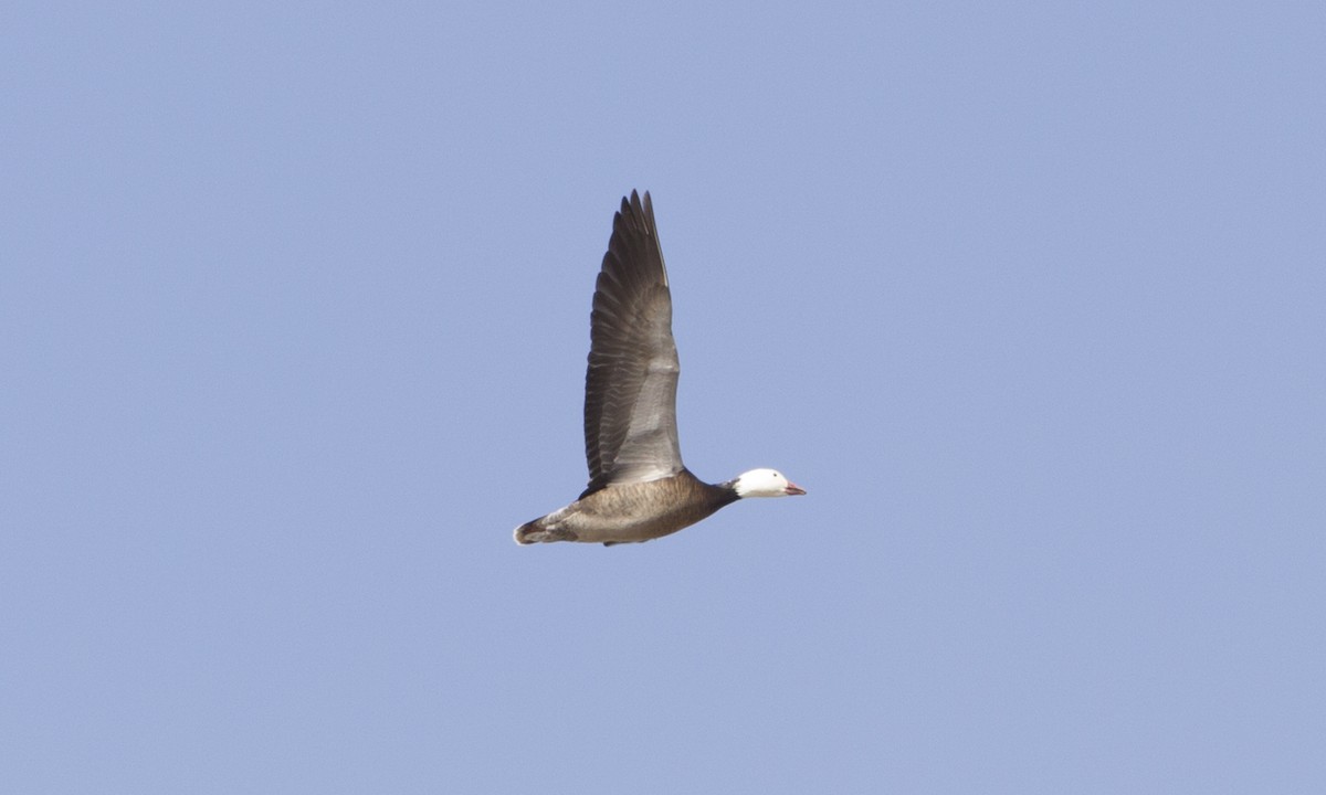 Snow Goose - ML41751831