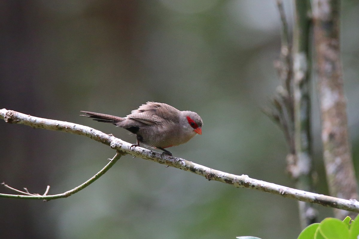 Common Waxbill - ML417518311