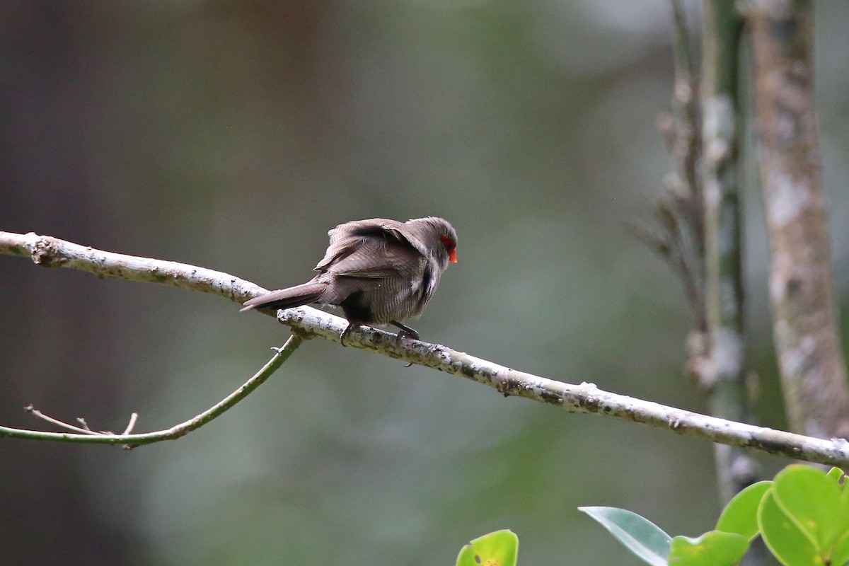 Common Waxbill - Christian H. Schulze