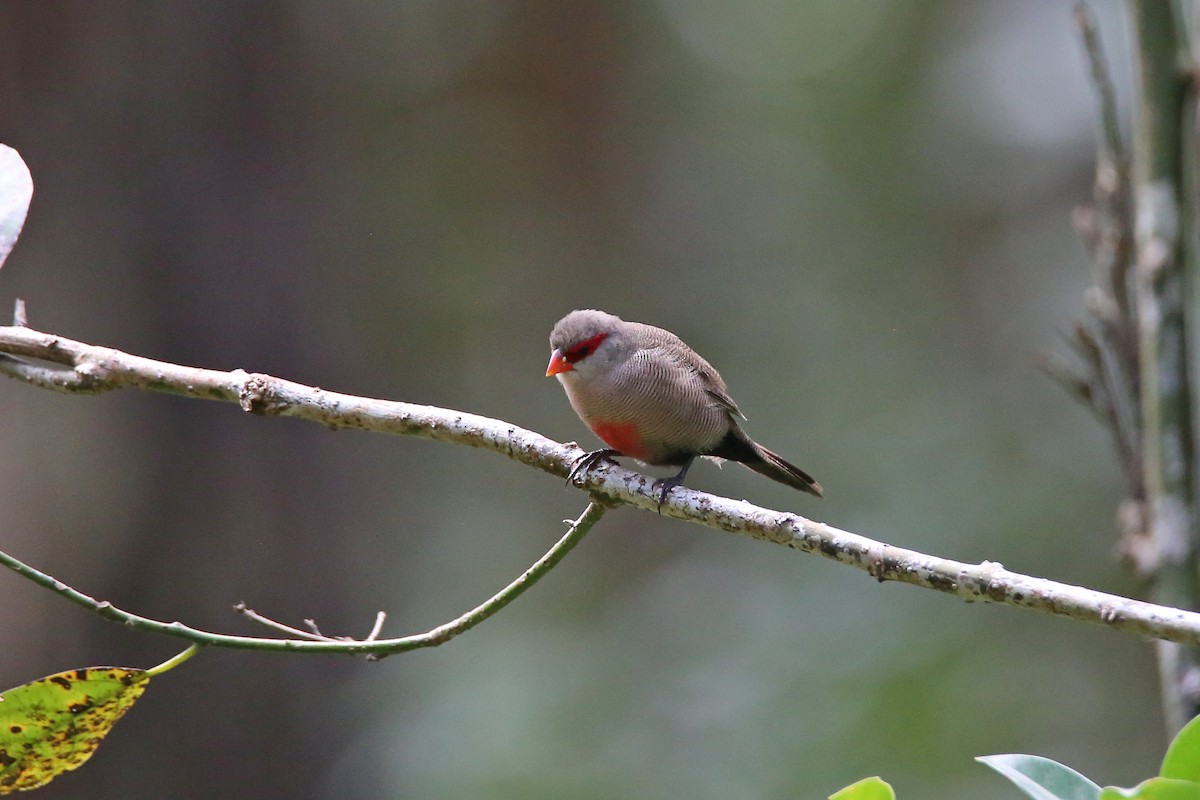 Common Waxbill - ML417518341