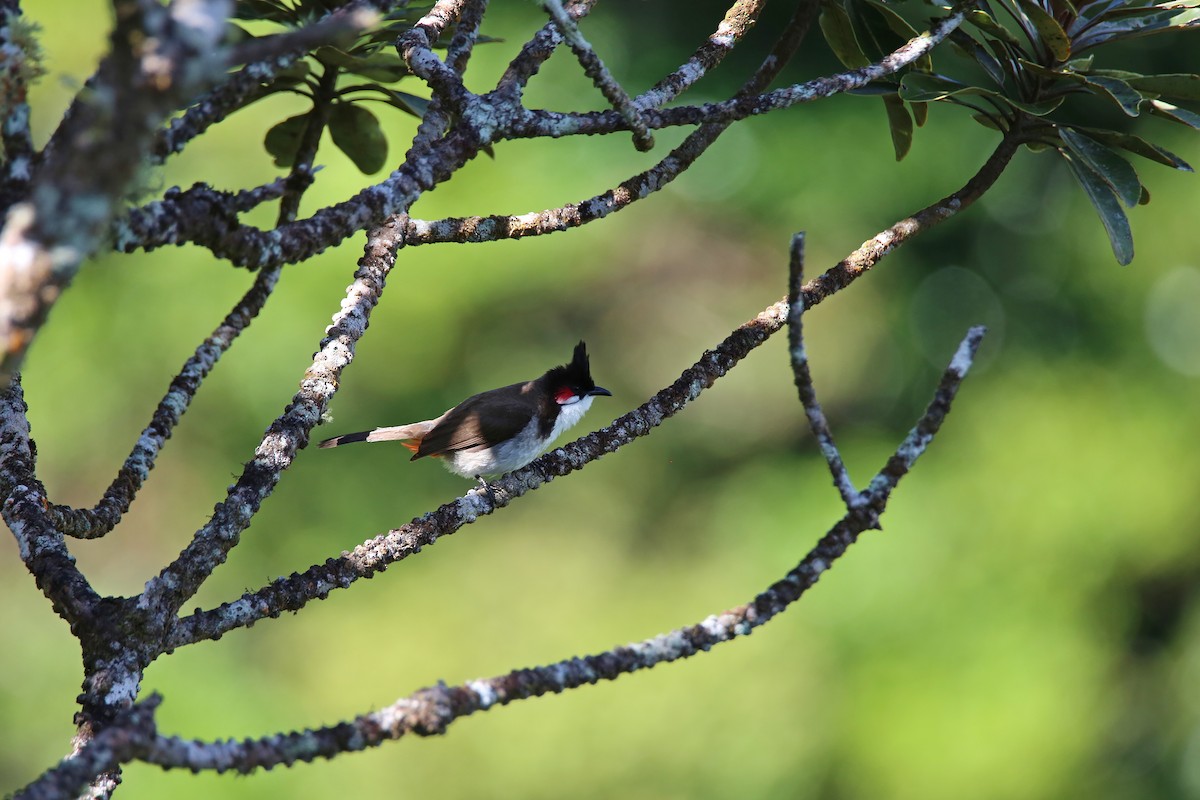 Red-whiskered Bulbul - ML417518651