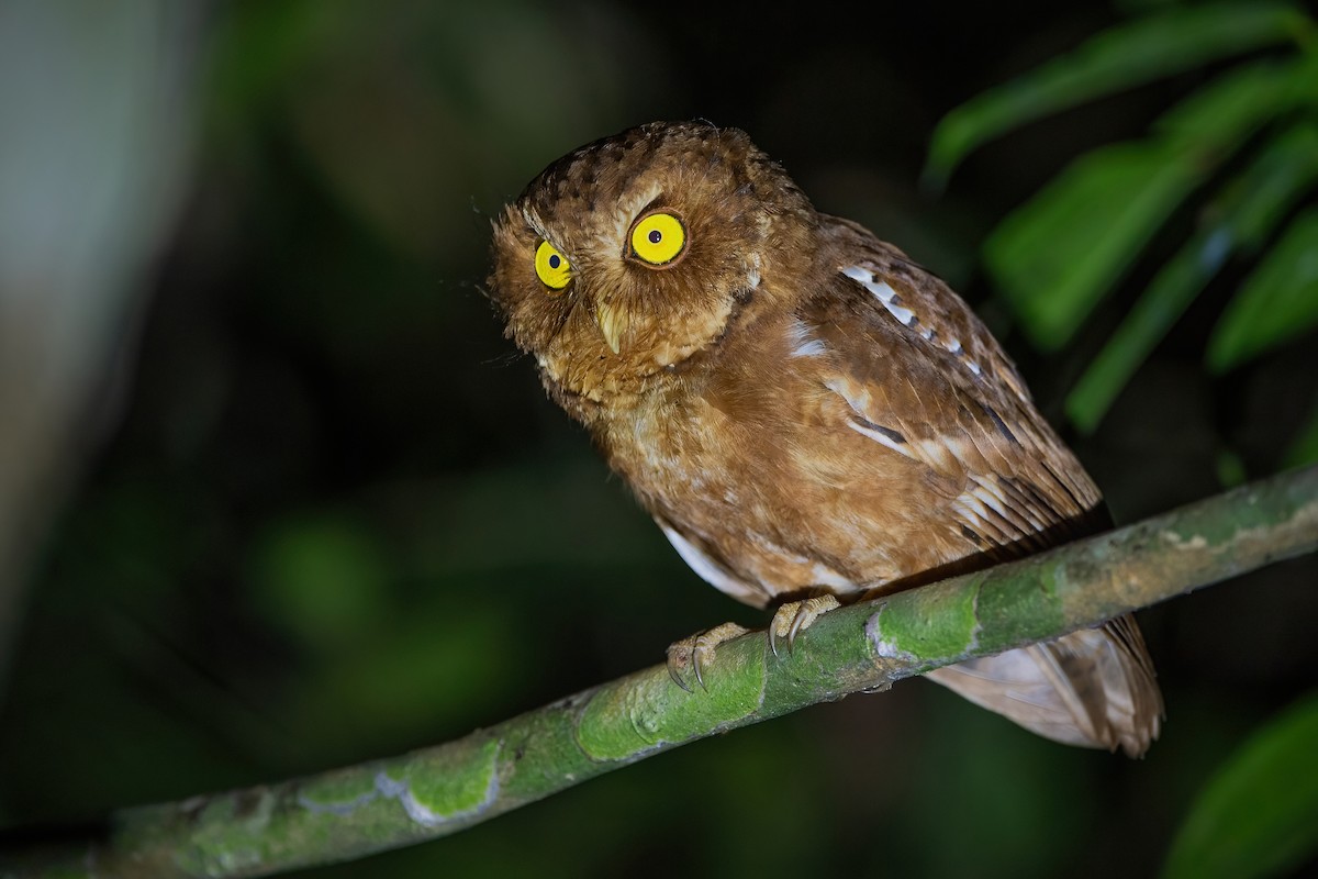 Mountain Scops-Owl - ML417519511