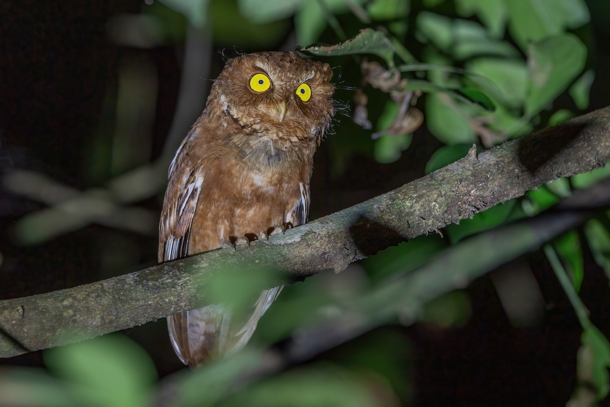 Mountain Scops-Owl - ML417519521