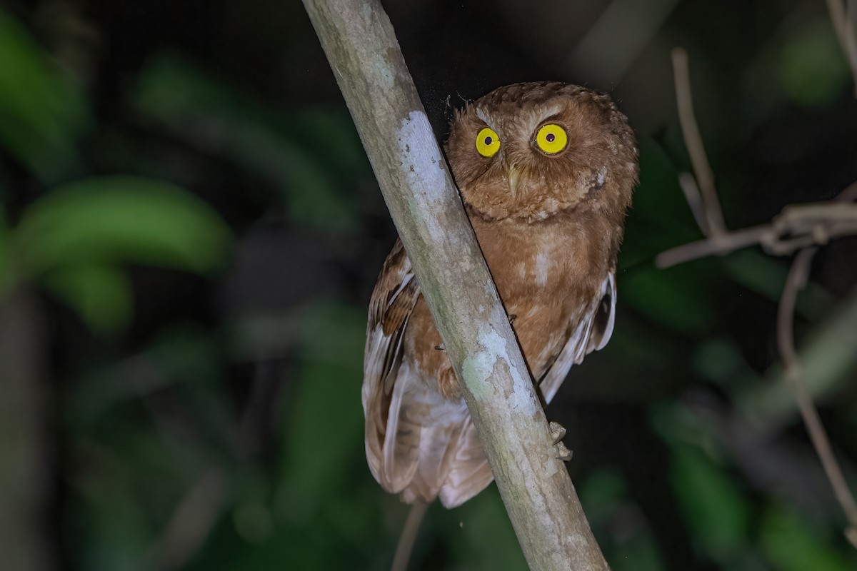 Mountain Scops-Owl - Ngoc Sam Thuong Dang