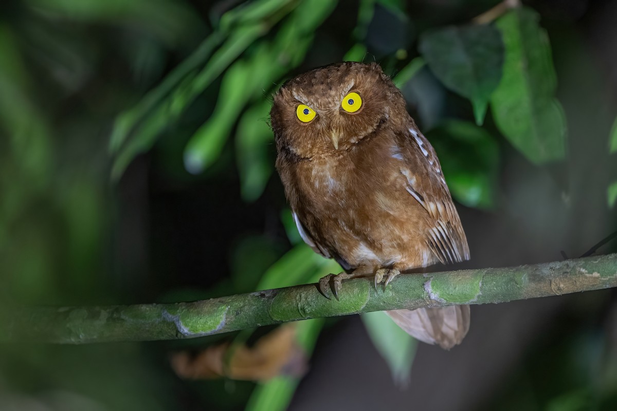 Mountain Scops-Owl - ML417519641