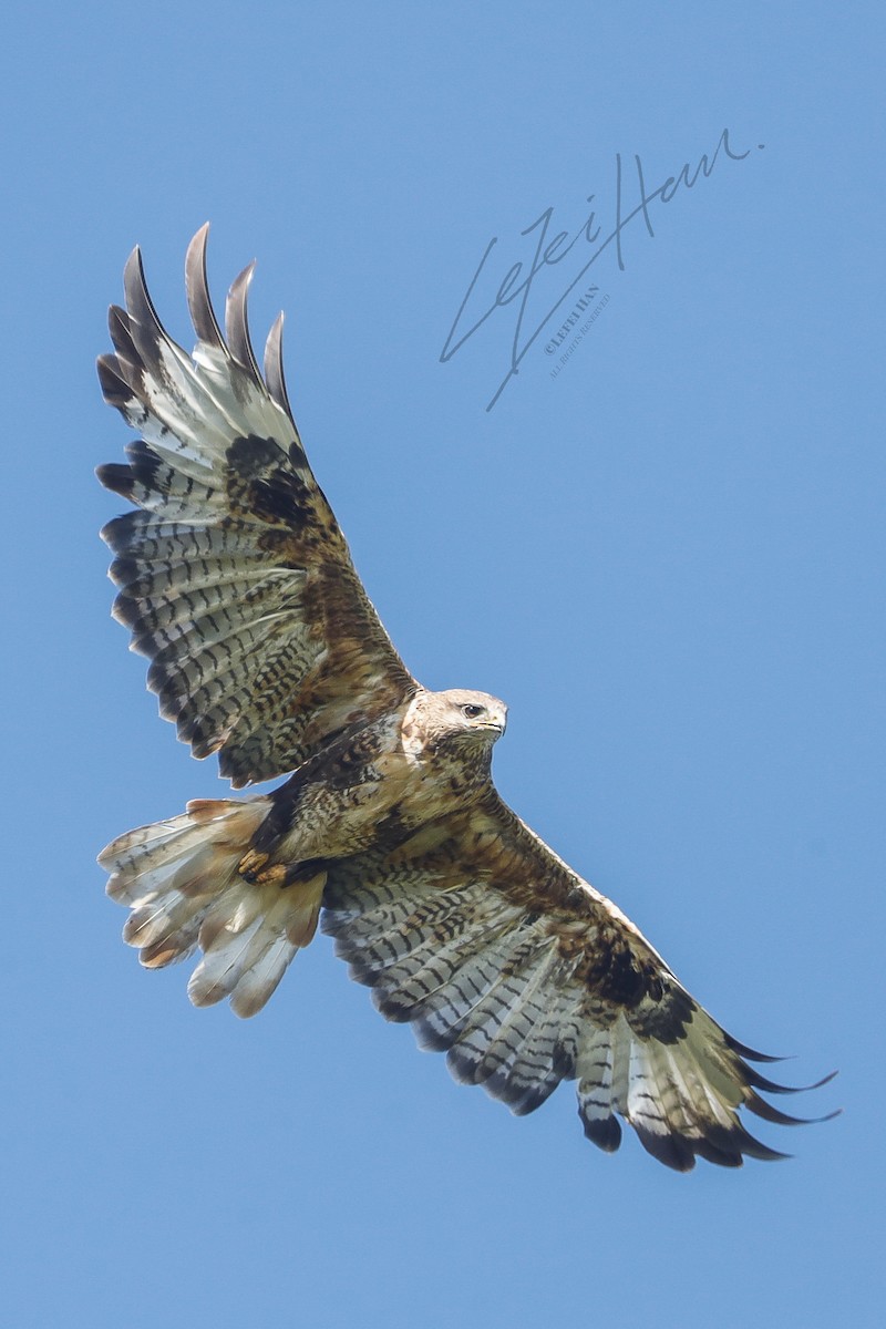 Upland Buzzard - ML417520101