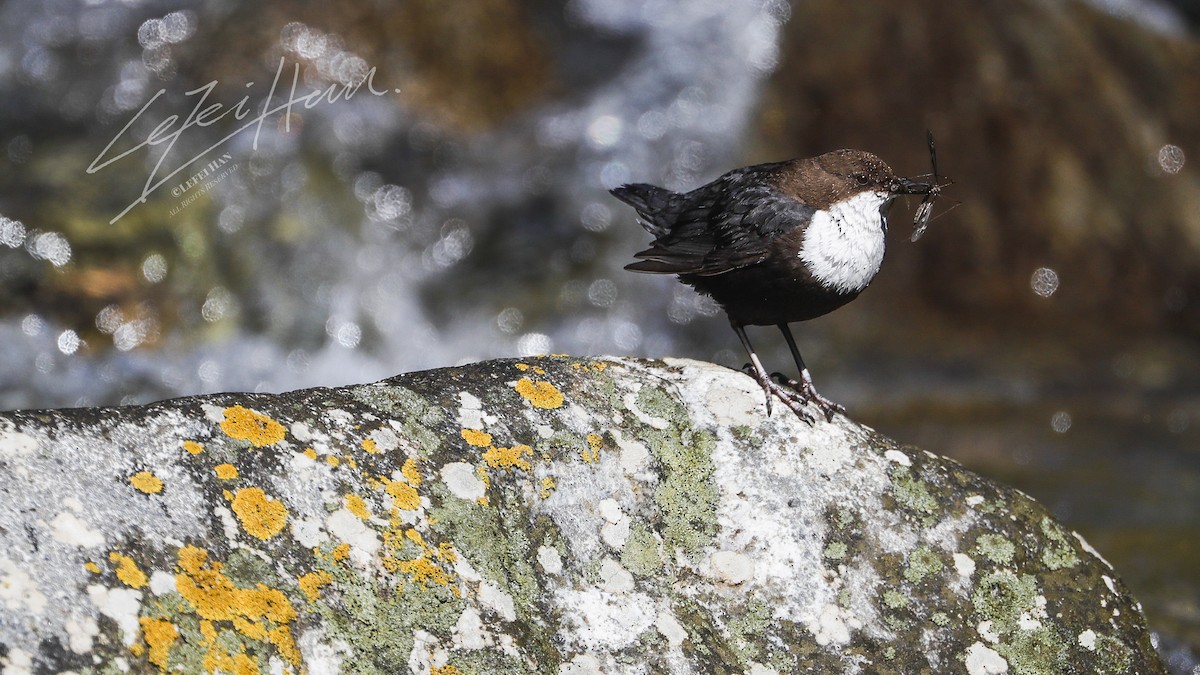 White-throated Dipper - ML417520391