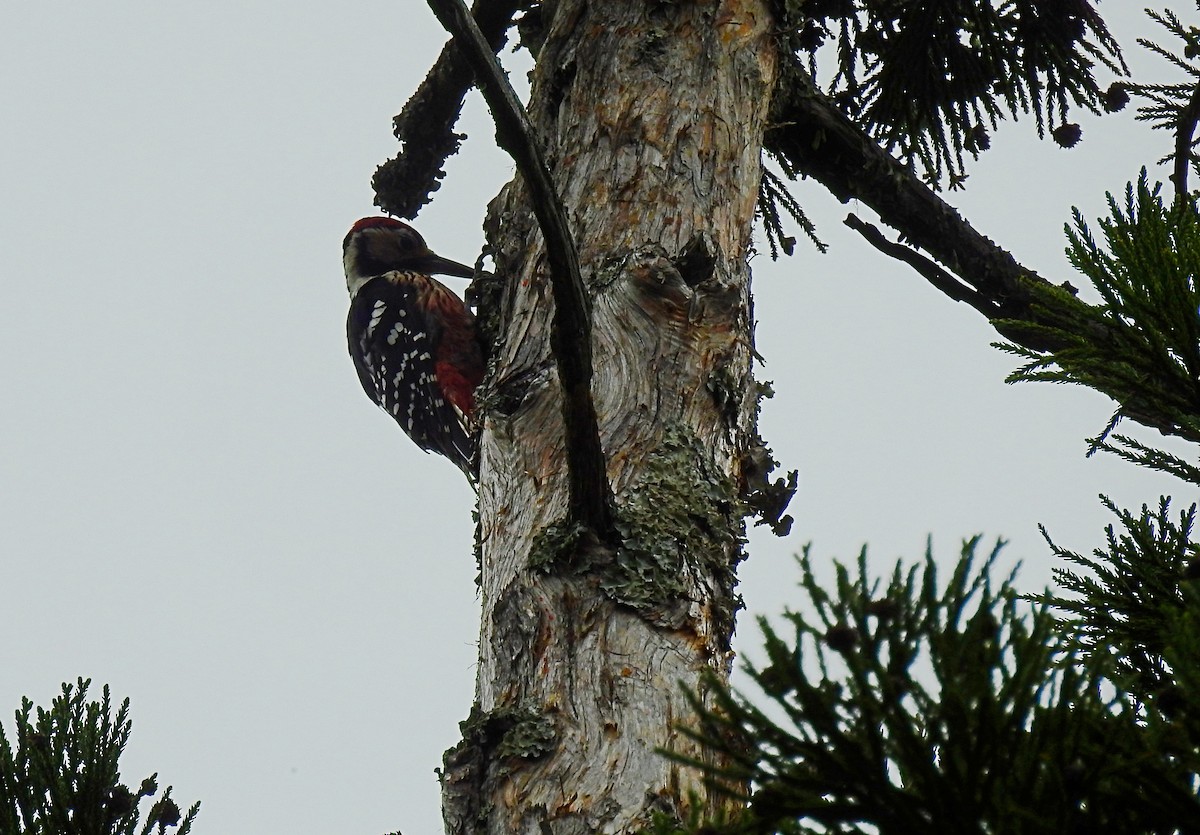 White-backed Woodpecker - ML417520631