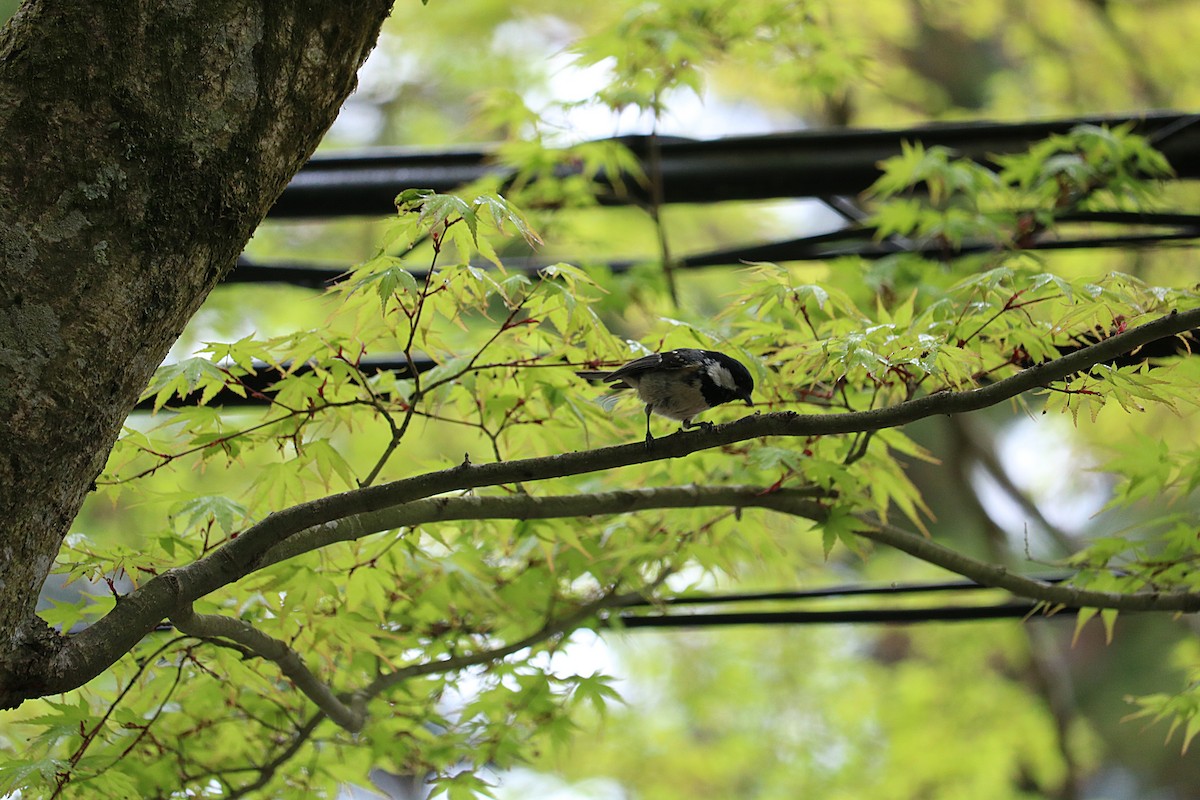 Coal Tit - ML417520671