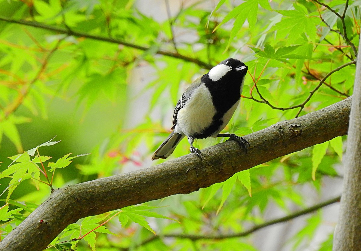 Asian Tit (Japanese) - ML417520681