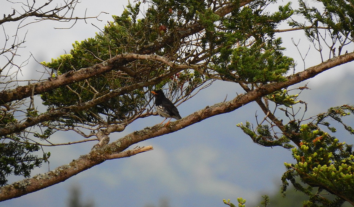 Japanese Thrush - ML417520711