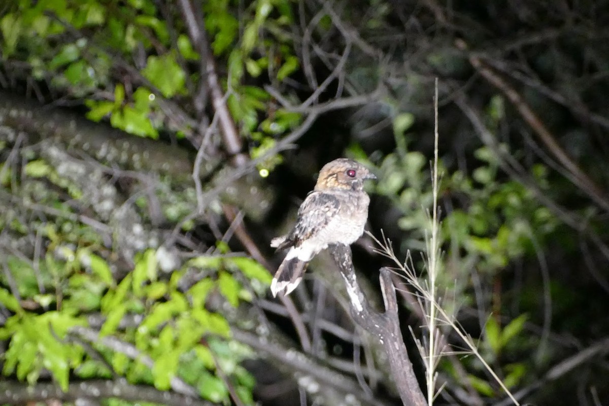 Fiery-necked Nightjar - ML417520741