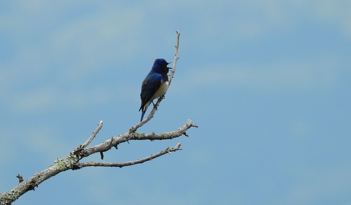 Blue-and-white Flycatcher - ML417520771