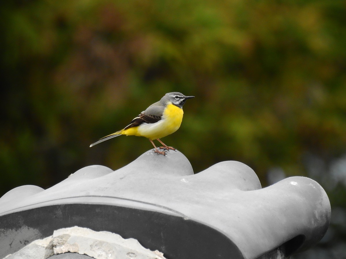 Gray Wagtail - ML417520781