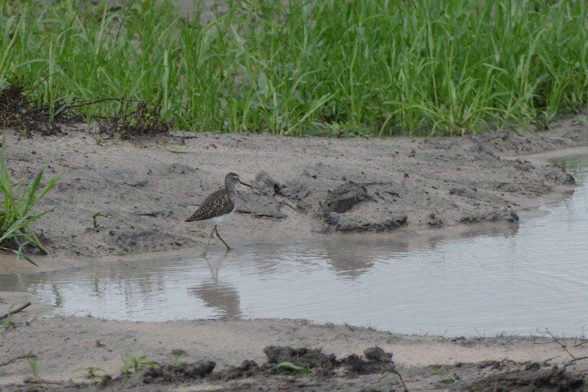 Common Greenshank - ML417521041