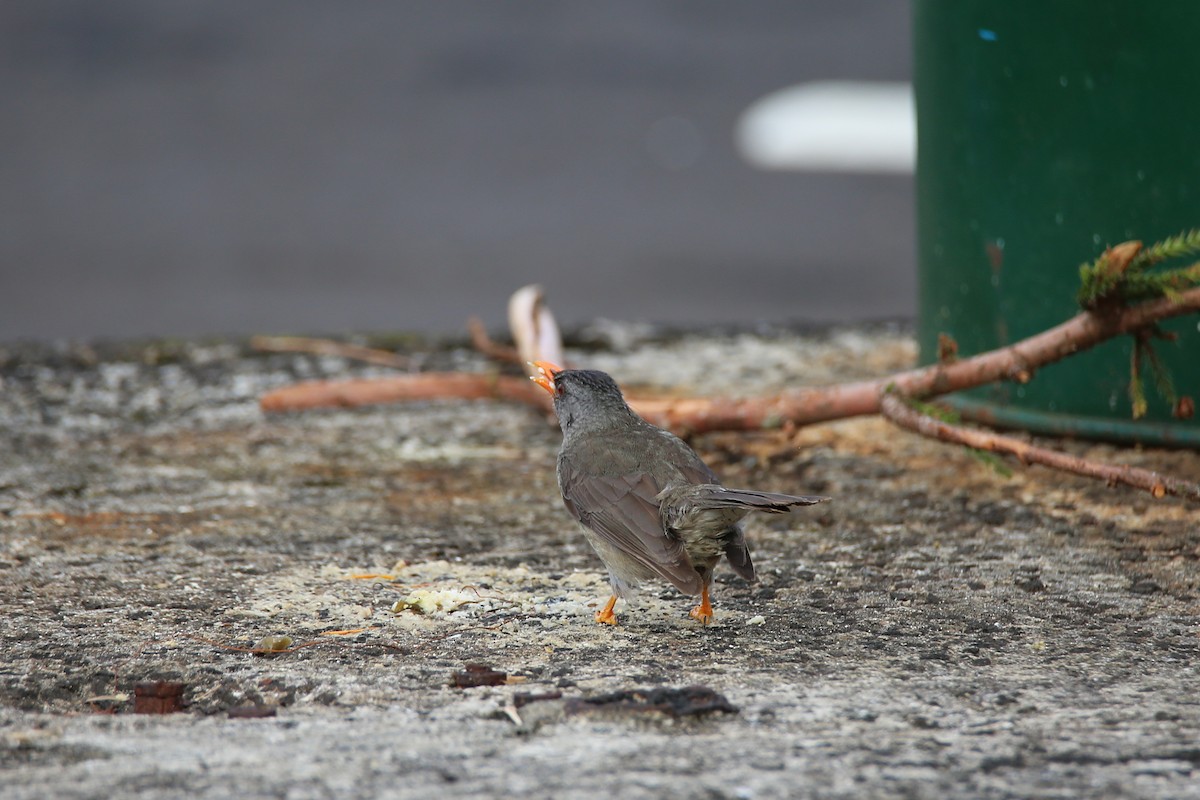 Mauritius Bulbul - ML417521491