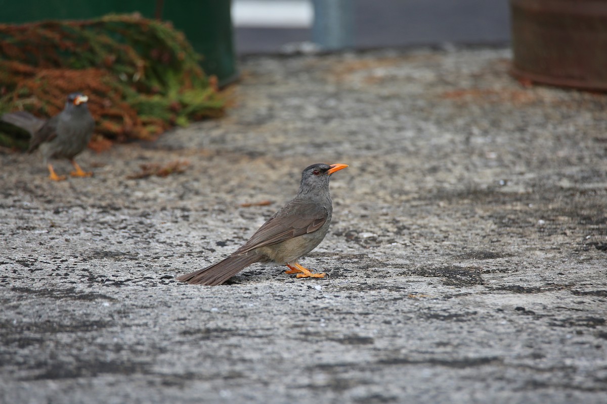 Mauritius Bulbul - ML417521541