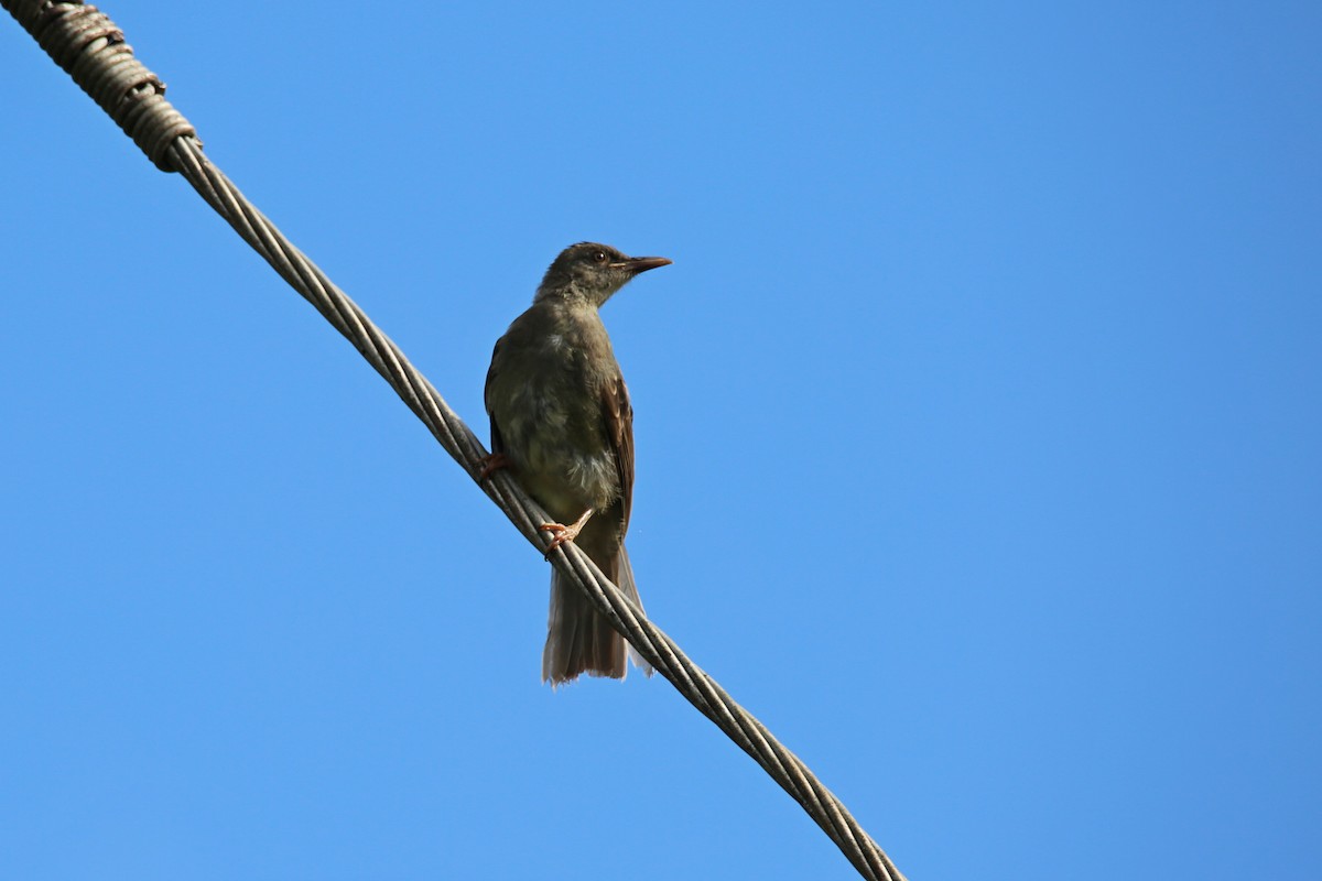 Mauritius Bulbul - ML417521571