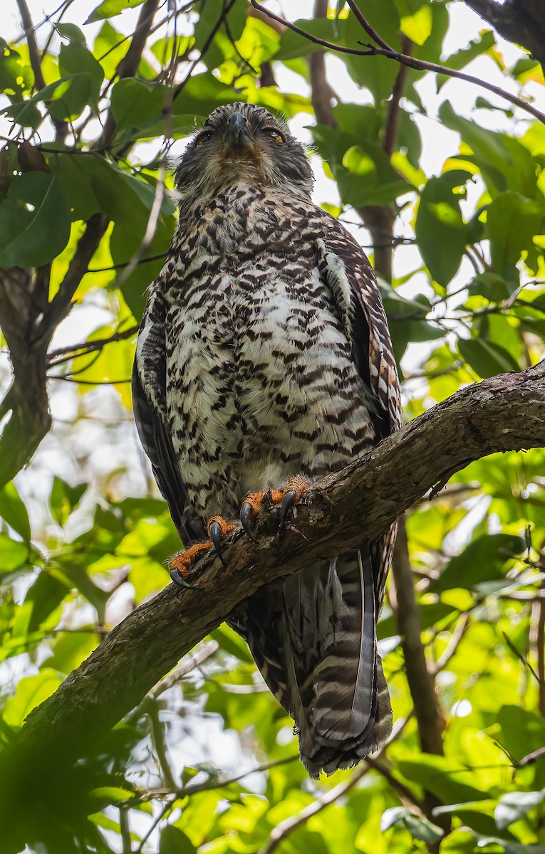 Powerful Owl - Katherine Clark