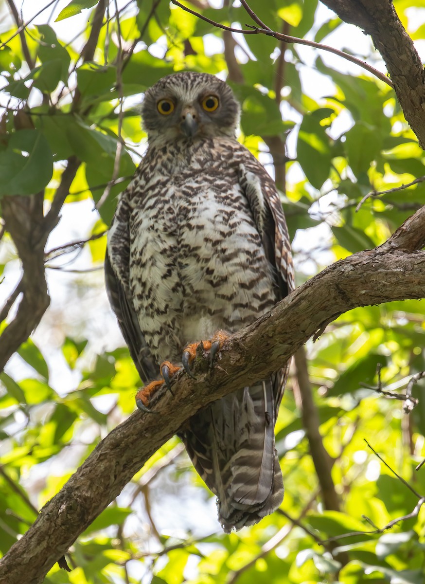 Powerful Owl - Katherine Clark