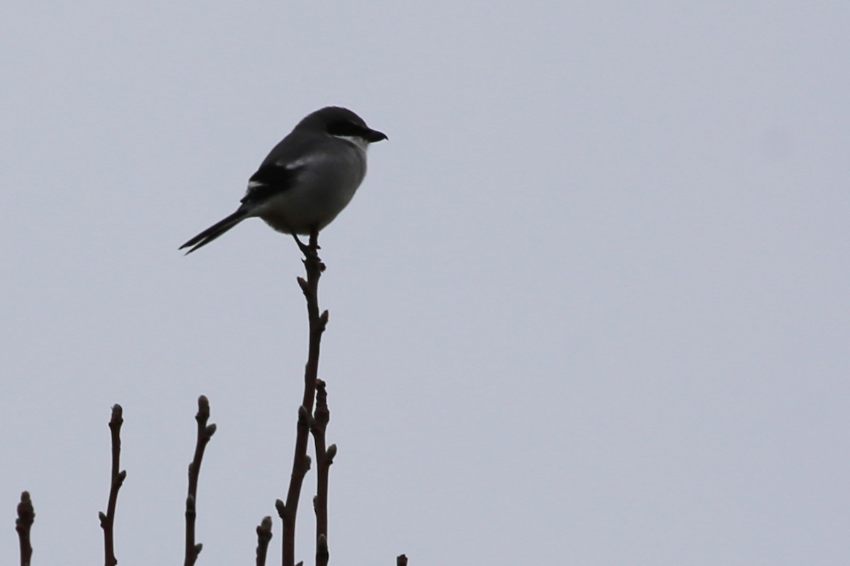 Loggerhead Shrike - ML41752421