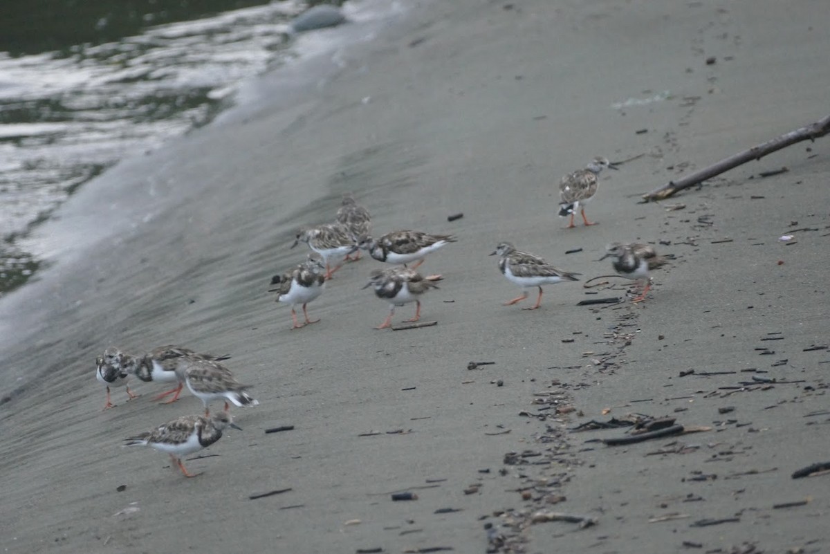 Ruddy Turnstone - ML417524271