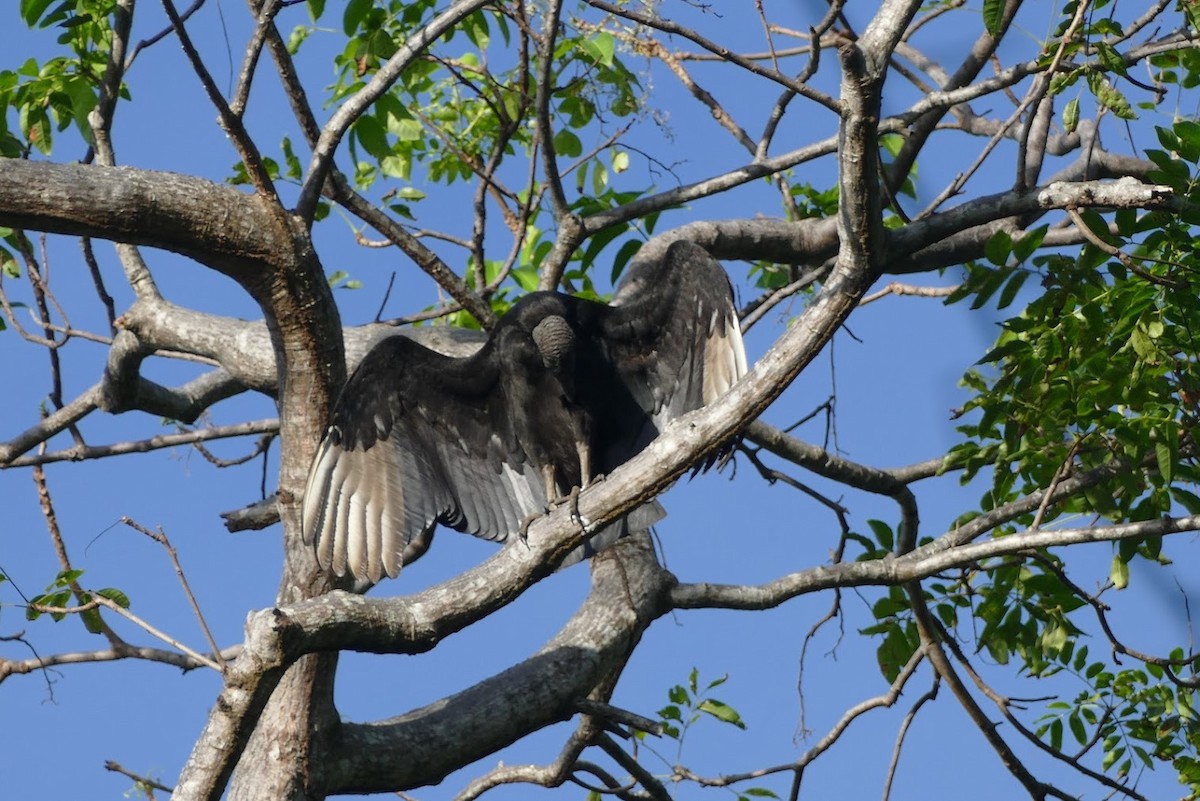 Black Vulture - ML417524561