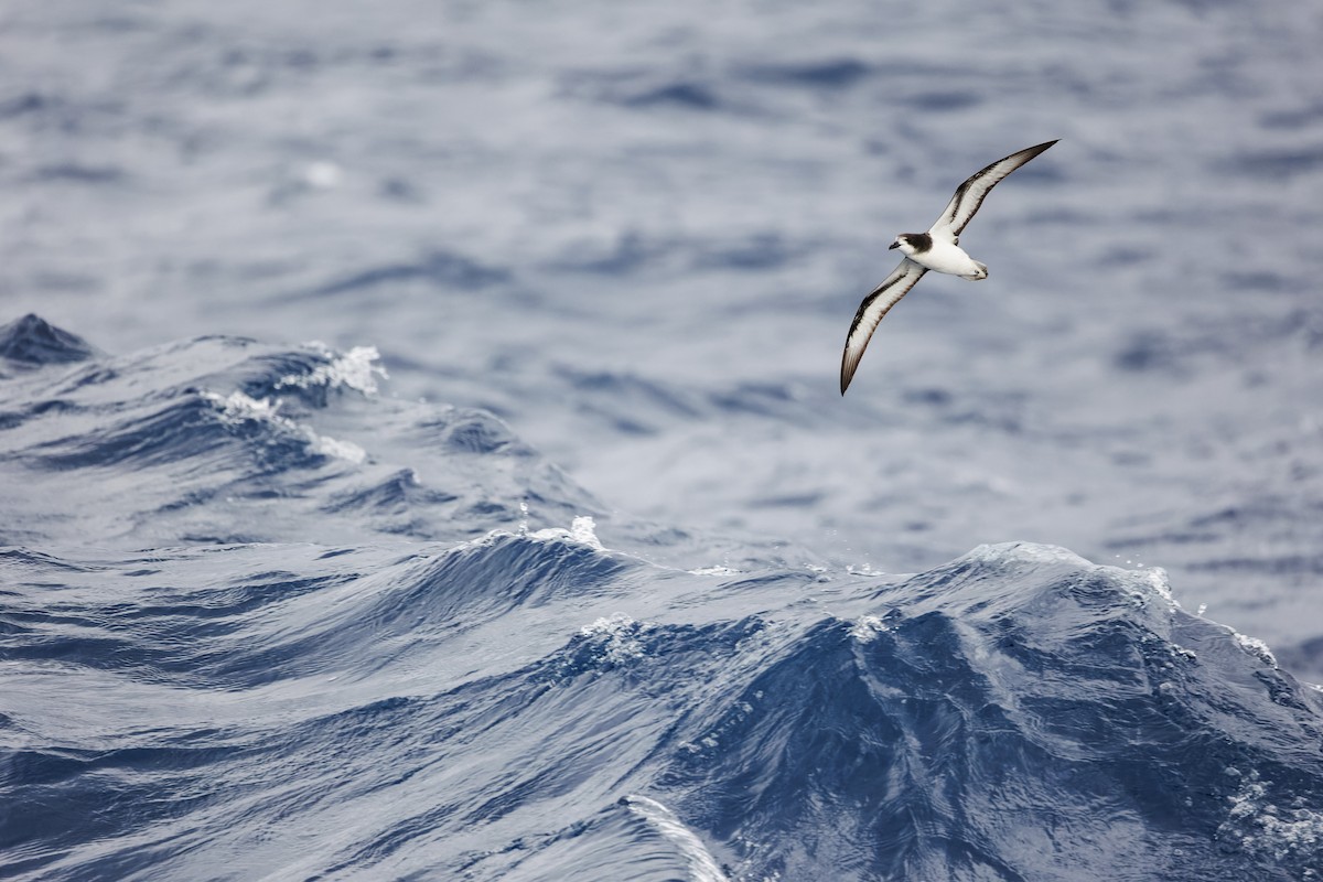 Gould's Petrel - ML417525051