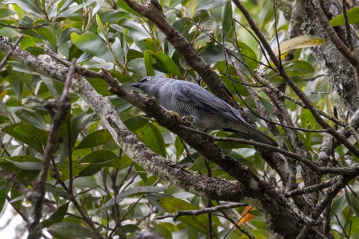 Barred Cuckooshrike - ML417525401