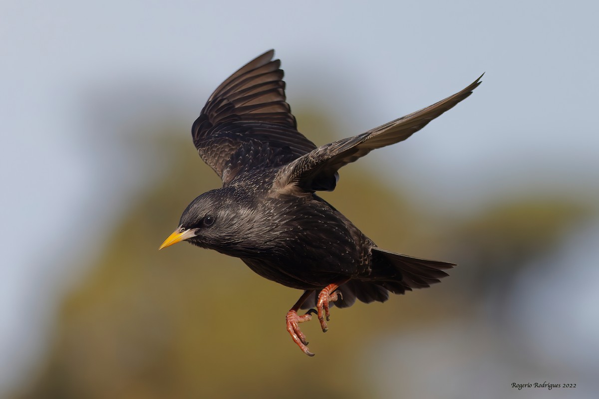 Spotless Starling - ML417526311