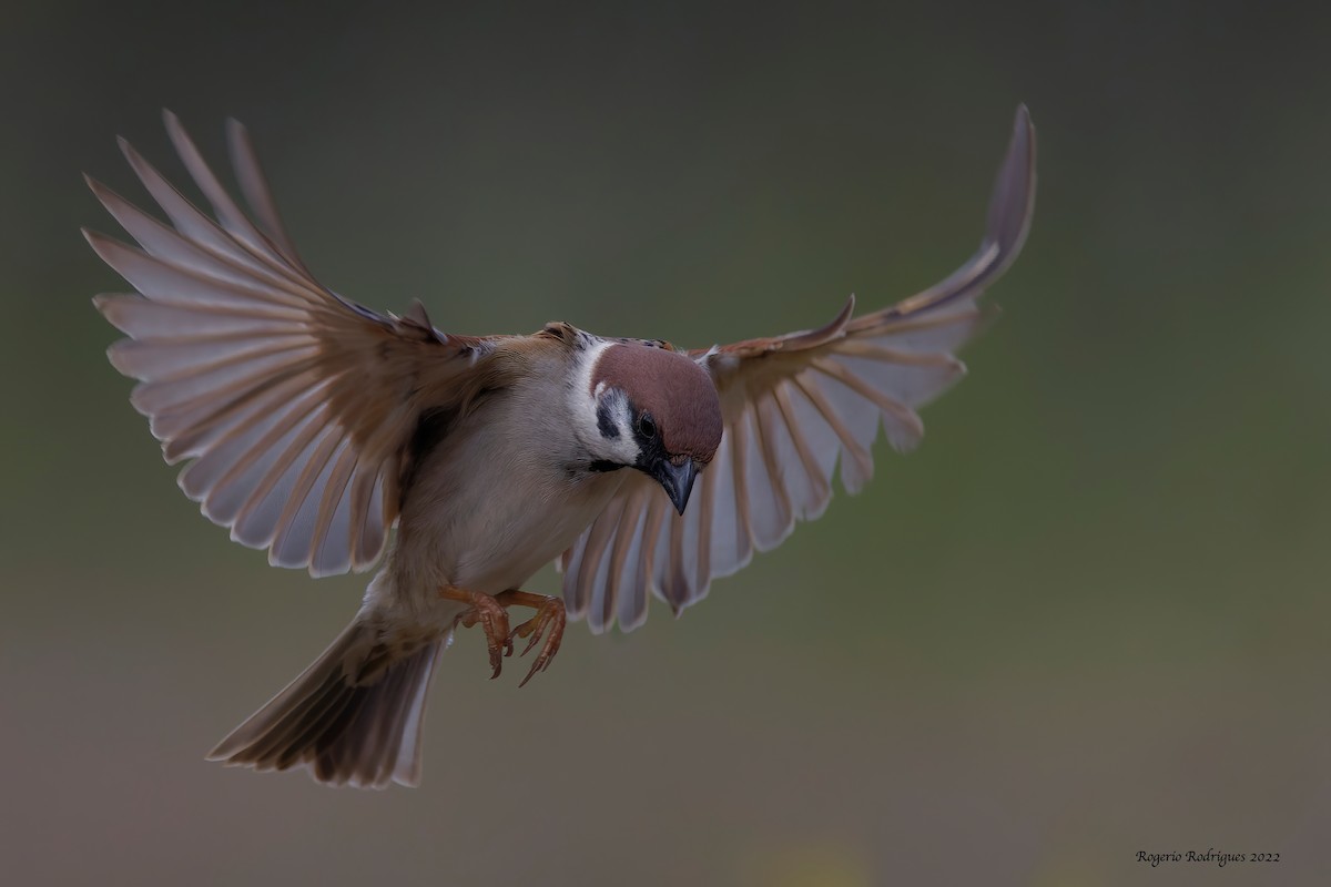 Eurasian Tree Sparrow - ML417526361