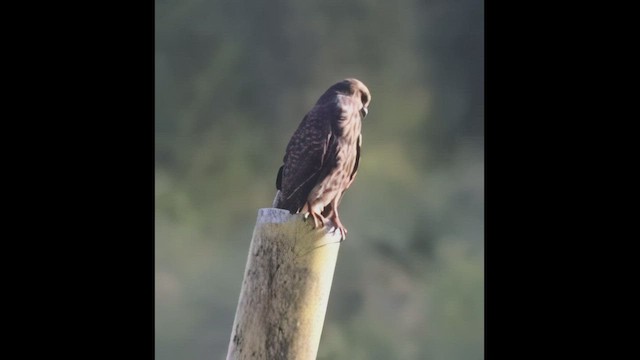 Snail Kite - ML417526421