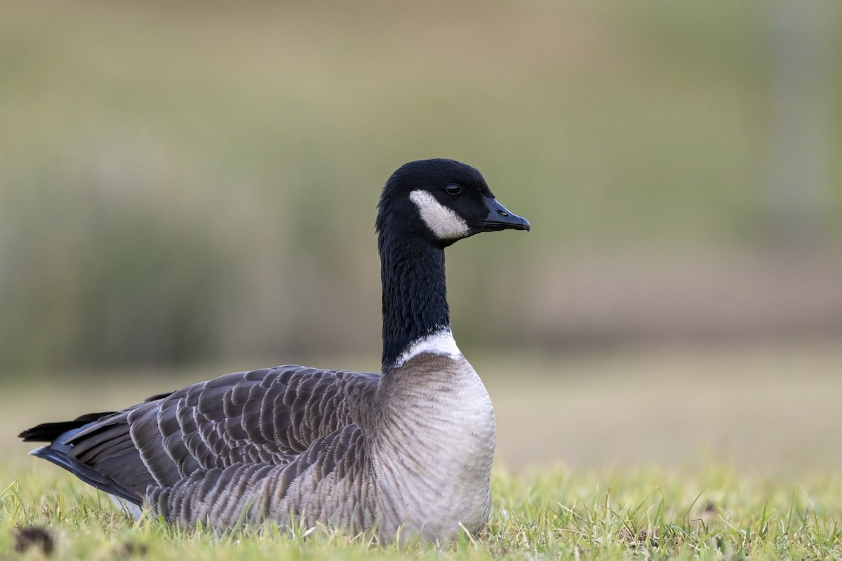 Cackling Goose (Aleutian) - Joshua Joun