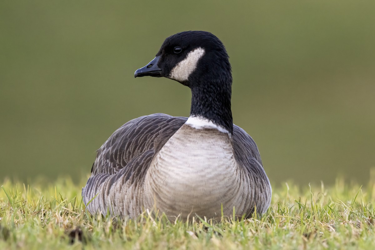 Zwergkanadagans (leucopareia) - ML417527111