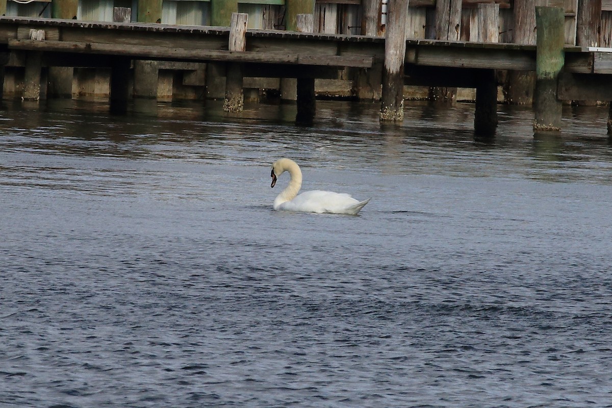 Cygne tuberculé - ML41752981