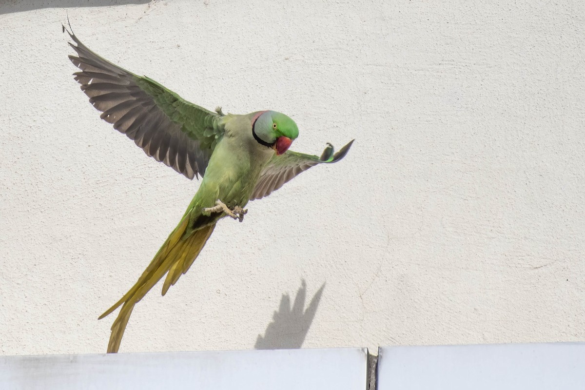 Alexandrine Parakeet - ML417531191