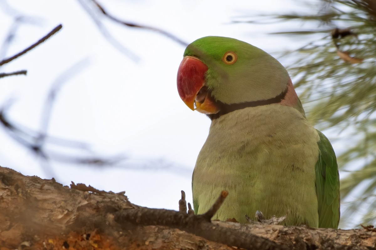 Alexandrine Parakeet - ML417531211