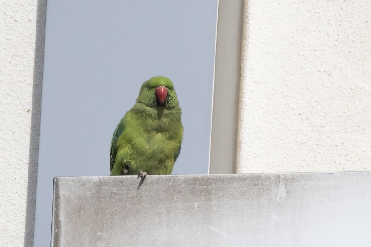 Yeşil Papağan - ML417531221