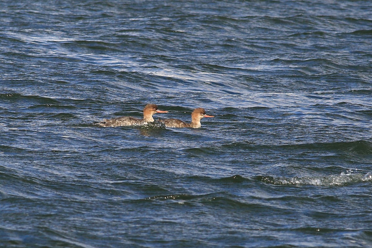 Red-breasted Merganser - ML41753151