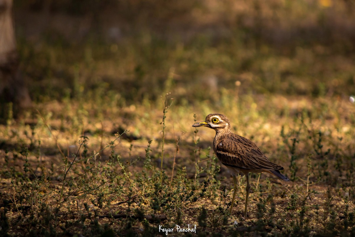 Indian Thick-knee - ML417531701